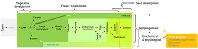 Origins of the seed: The “golden-trio hypothesis”